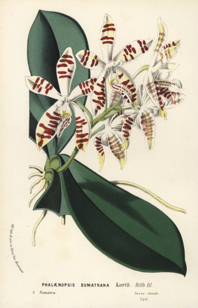 Orchidée phalaenopsis de Sumatra, Phalaenopsis sumatrana. De Flore des Serres et des Jardins de l