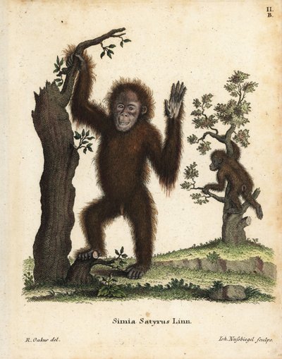 Orang-outan de Sumatra, Pongo abelii - Unbekannter Künstler
