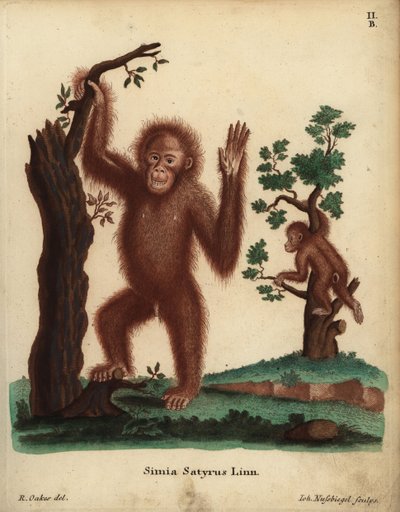 Orang-outan de Sumatra, Pongo abelii. En danger critique. Simia satyrus Linn. Illustration d