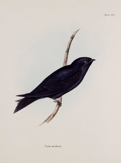 Hirondelle ou martinet, Amérique du Sud, vers 1832-1836 - Unbekannt
