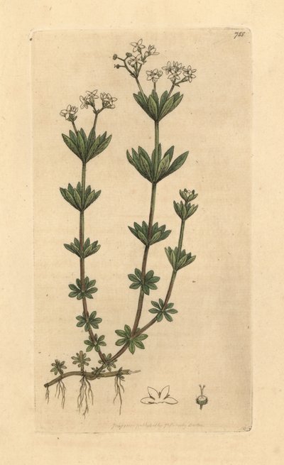 Gaillet odorant, Galium odoratum (Aspérule odorante) - Unbekannter Künstler