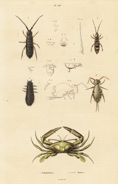 Crabe nageur et collemboles - Unbekannter Künstler