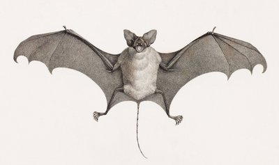 Taphien Filet, chauves-souris d