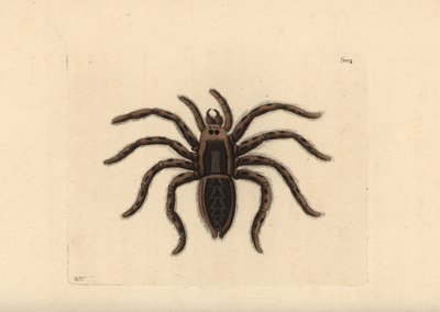 Tarantule loup, Lycosa tarantula (Tarantule, Aranea tarantula). Illustration dessinée et gravée par Richard Polydore Nodder. Gravure sur cuivre coloriée à la main de The Naturalist