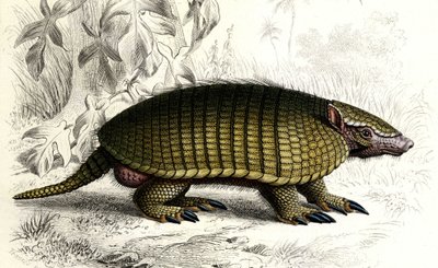 Tatou Encoubrt (Dasypus sexeinetus), mammifères édentés. Dans 