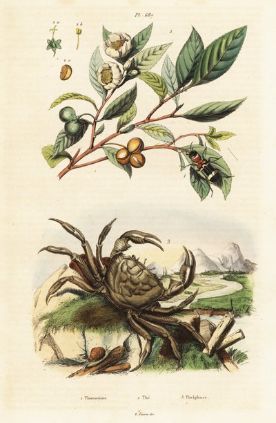 Thé, scarabée et crabe - Unbekannter Künstler