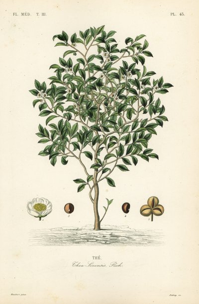 Théier, Camellia sinensis - Unbekannt