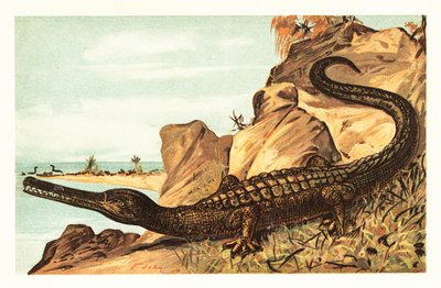 Teleosaurus cadomensis, espèce éteinte de crocodile marin - Unbekannter Künstler