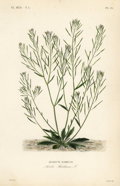 Arabette des dames, Arabidopsis thaliana - Unbekannt