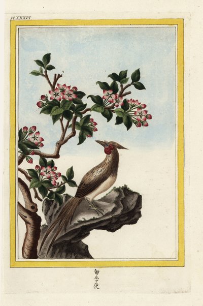 Le pommier de Chine. Pommier chinois, Malus prunifolia - Unbekannter Künstler