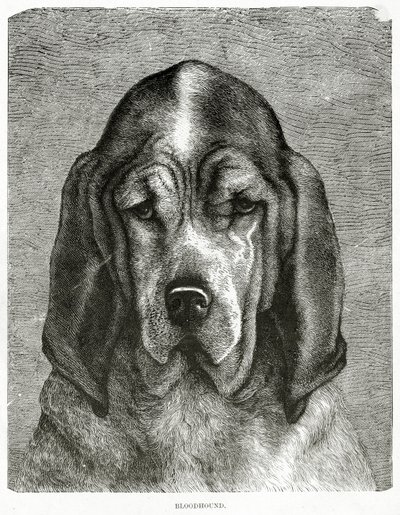 Le chien de Saint-Hubert. 1902 (litho) - Unknown