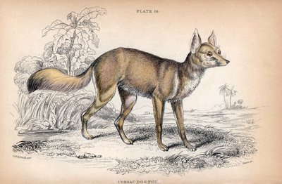 Le renard corsac, Vulpes Corsac - Lithographie par le Colonel Charles Hamilton Smith pour illustrer la Bibliothèque du Naturaliste: Chiens par Sir William Jardine, édition W. H Lizars, Édimbourg, Écosse - Unbekannter Künstler