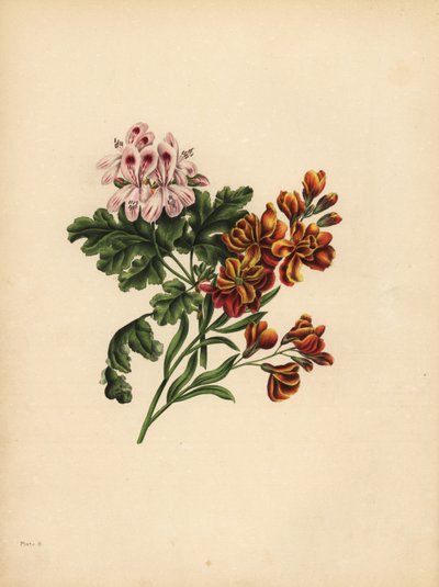 Le géranium d