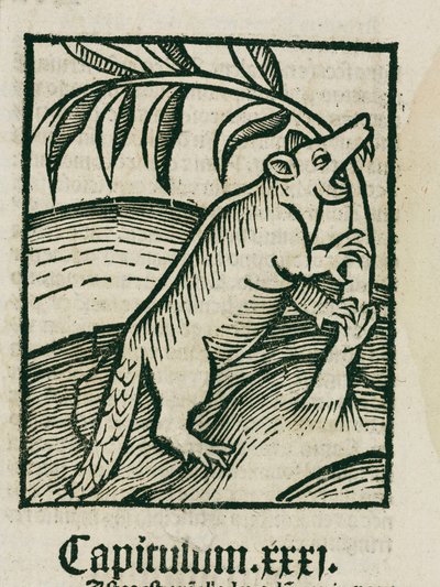 Le castor - Unbekannt