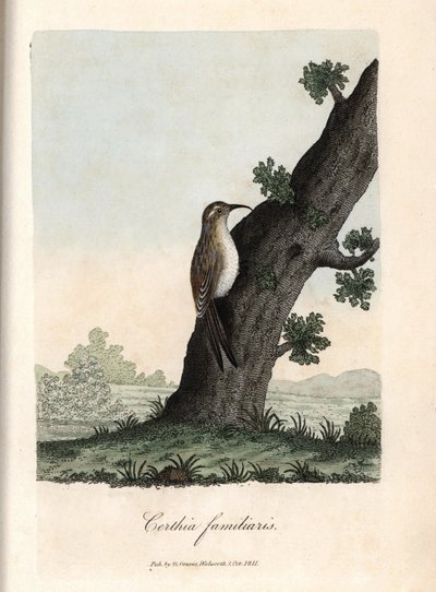 Le grimpeur des bois. Gravure en cuivre colorée par George Graves, dans British Ornithology - Unbekannter Künstler