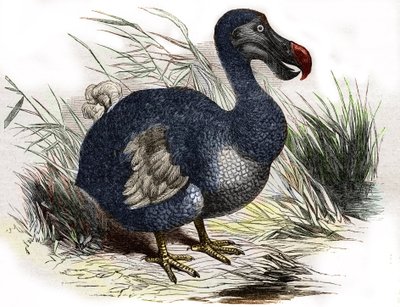 Le dodo - Unbekannter Künstler
