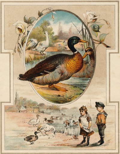 Le canard. Gravure dans "Mon premier Grand Alphabet". Édition Bernardin-Bechet, Paris, vers 1890. Illustrations par A. des Lilleuls. Pas de page, 46 pages. Dim : 31x22 cm. - Unbekannt