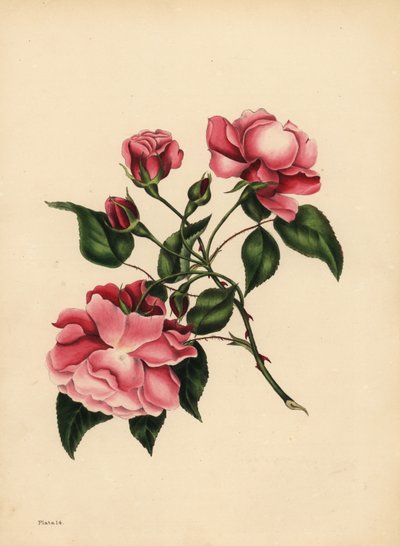 La rose toujours épanouie, Beauté toujours nouvelle - Unbekannt