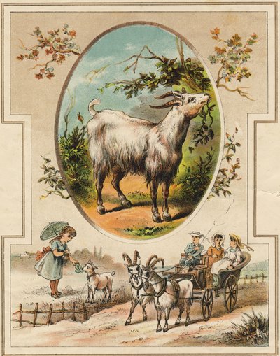 La chèvre. Gravure dans "Mon premier Grand Alphabet". Édition Bernardin-Bechet, Paris, vers 1890. Illustrations par A. des Lilleuls. Pas de page, 46 pages - Unbekannt