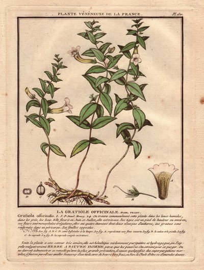 La gratiole officinale (Gratiola officinalis) - Unbekannter Künstler
