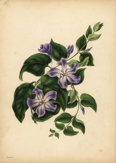 La grande pervenche bleue, Vinca major, Les plaisirs de la mémoire - Unbekannt