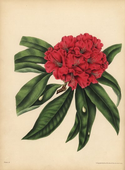 Le rhododendron à fleurs rouges, Danger - Unbekannt