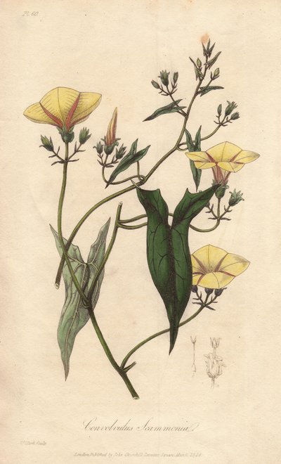 Scammonee (Convolvulus scammonia) - Illustration de “Botanique médicale, description des plantes médicinales de Londres, Édimbourg et Dublin” par John Stephenson et James Morss Churchill - Unbekannter Künstler