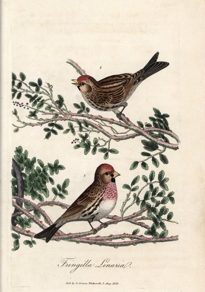 Le sizerin ou petite linotte. Gravure en cuivre colorée par George Graves, dans British Ornithology - Unbekannter Künstler
