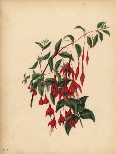 Le Fuchsia élancé et globuleux, Fuchsia magellanica, Goût - Unbekannt