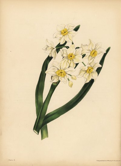 Le Narcisse à feuilles de flocon de neige, Égoïsme et amour-propre - Unbekannt