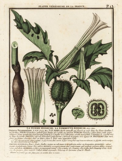 Datura stramoine, Datura stramonium - Unbekannter Künstler