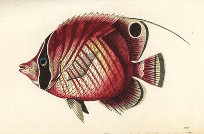 Poisson-papillon à nageoires filamenteuses, Chaetodon auriga - Unbekannter Künstler