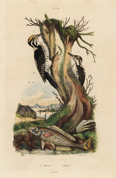 Pic tridactyle, Picoides tridactylus, et picarel, Spicara smaris - Unbekannt