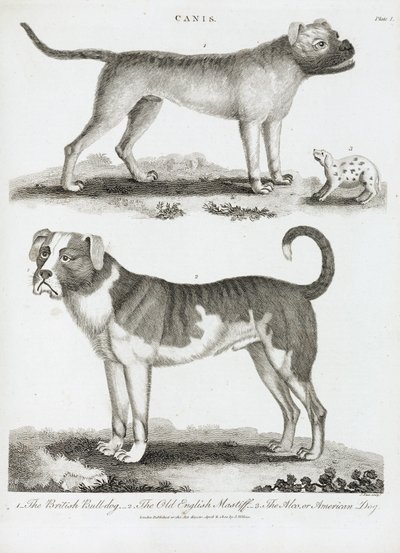 Trois types de chien - Unbekannt