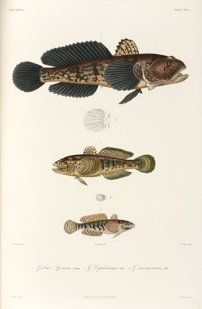 Trois types de gobies, Mer Noire - Unbekannter Künstler