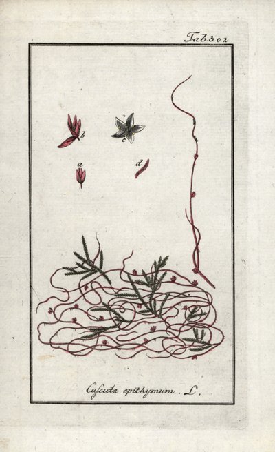 Cuscute du thym ou petite fleur de cuscute (Cuscuta epithymum). Lithographie de « Afbeelding der Artseny-Gewassen » par Johannes Zorn (1739-1799), Pays-Bas - Unbekannter Künstler
