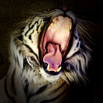 Dents de tigre, 2017 - Unbekannter Künstler