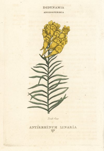 Linaire commune, Linaria vulgaris (Antirrhinum linaria). Gravure sur cuivre coloriée à la main d