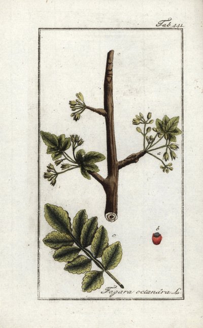 Gomme tomenteuse ou tacamahac (Elaphrium tomentosum) - Unbekannter Künstler