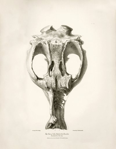 Toxodon Crane, un animal préhistorique trouvé par Charles Darwin près de Montevideo, Uruguay lors de son voyage d