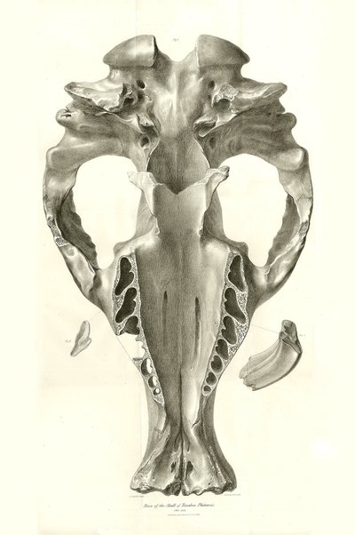 Toxodon Crane, un animal préhistorique trouvé par Charles Darwin près de Montevideo, Uruguay lors de son voyage d