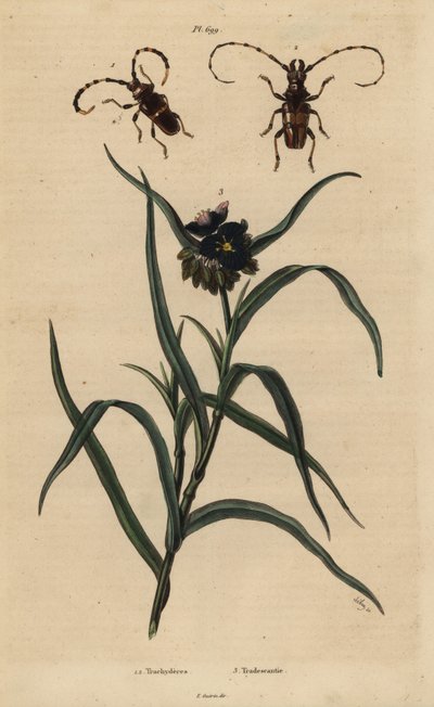 Trachyderes succinctus, Trachyderes mandibularis et Tradescantia virginiana - Unbekannt