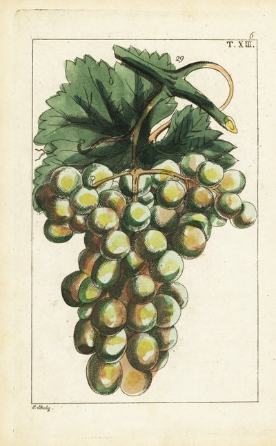 Variété de raisins Traminar, Vitis vinifera - Unbekannter Künstler
