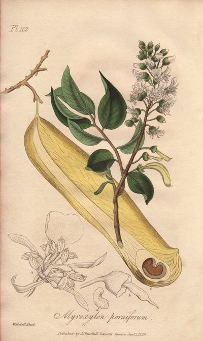 Arbre à fièvres (Myroxylon peruiferum) - Illustration de “Botanique médicale, description des plantes médicinales de Londres, Édimbourg et Dublin” par John Stephenson et James Morss Churchill - Unbekannter Künstler