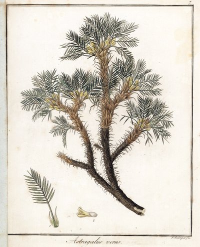 Véritable Astragale - Lithographie par F. Guimpel, extraite de la botanique médicale de Friedrich Gottlob Haynes (1763-1832), Berlin - Unbekannter Künstler