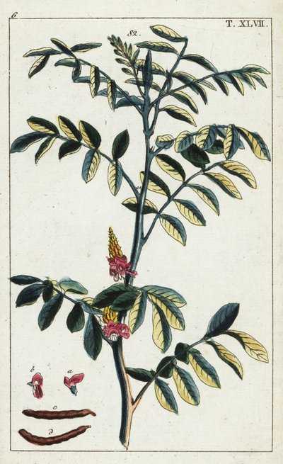 Indigo véritable, Indigofera tinctoria - Unbekannter Künstler