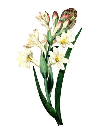 Tubéreuse, Agave amica (Agave polianthes), reproduction numérique d