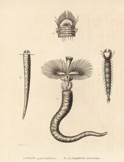 Ver tubicole, Serpula vermicularis (Serpula contortuplicata), et ver éventail, Amphictene auricoma (Amphitrite auricoma). Lithographie en couleur par Gebhart d