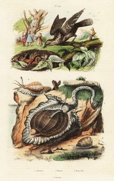Coquilles de tun et torcol fourmilier - Unbekannter Künstler