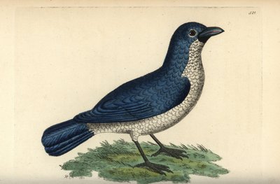 Boubou de Turati, Laniarius turatii (Pie-grièche bleue, Lanius bicolor) - Unbekannter Künstler
